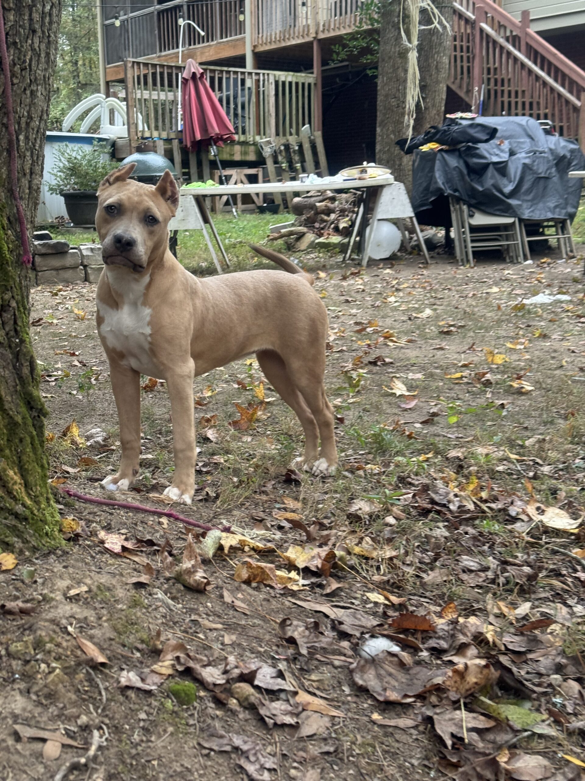 Dog Featured Image