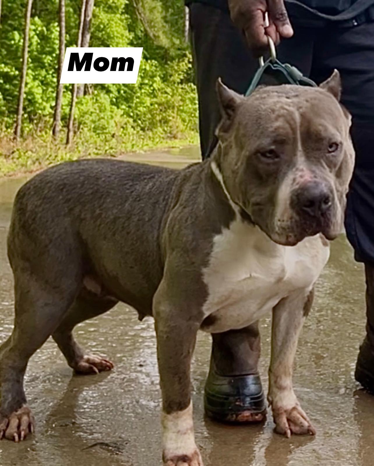 Dog Featured Image