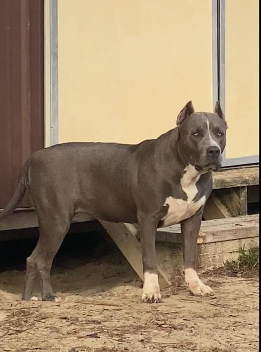 Dog Featured Image