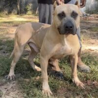 Dog Featured Image