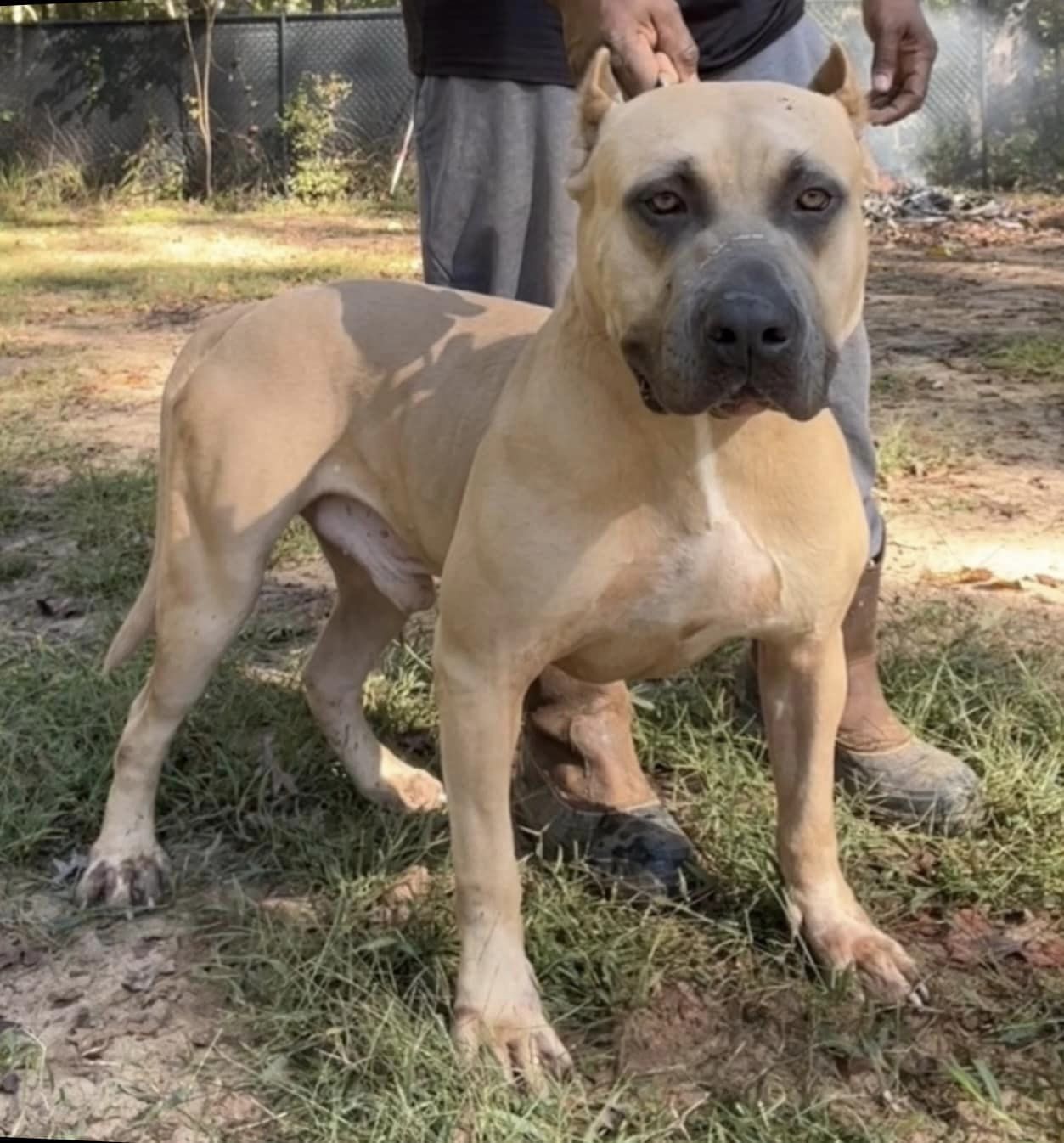 Dog Featured Image