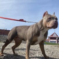 Dog Featured Image