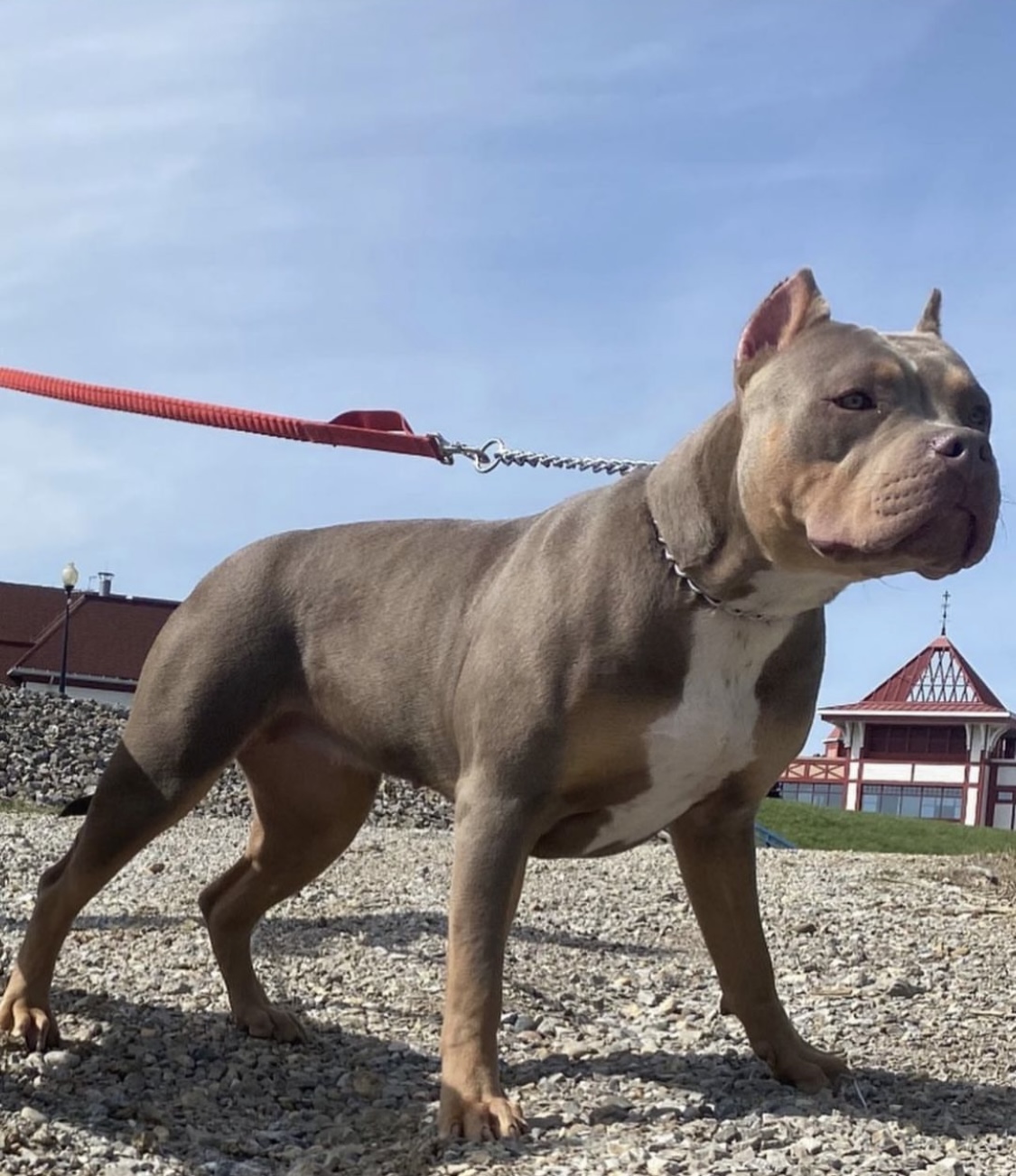 Dog Featured Image