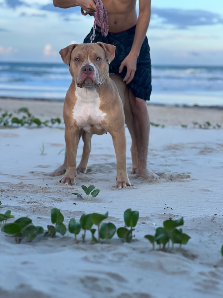 Dog Featured Image