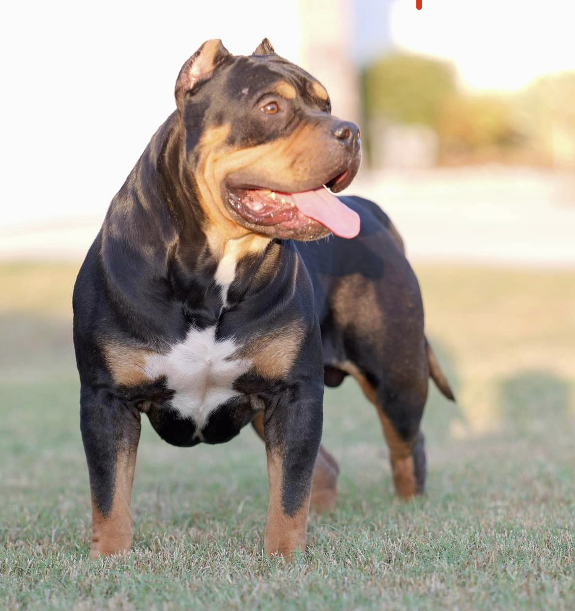 Dog Featured Image