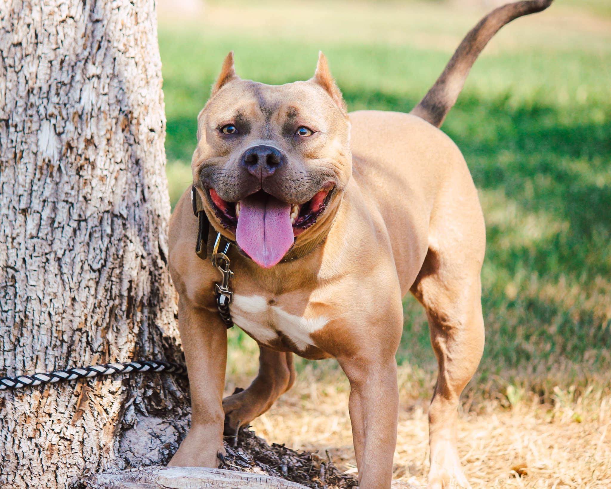 Dog Featured Image