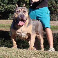 Dog Featured Image