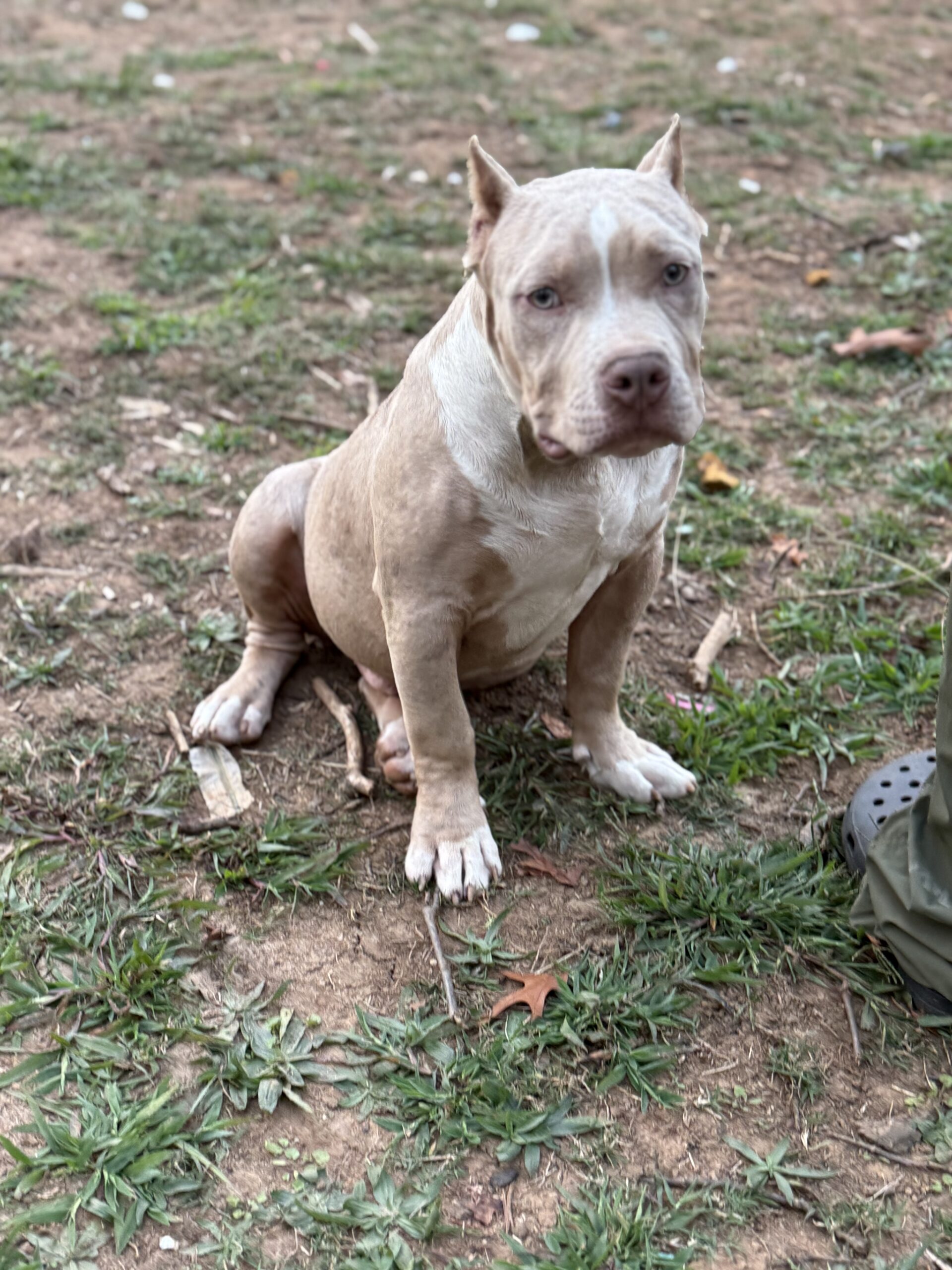 Dog Featured Image