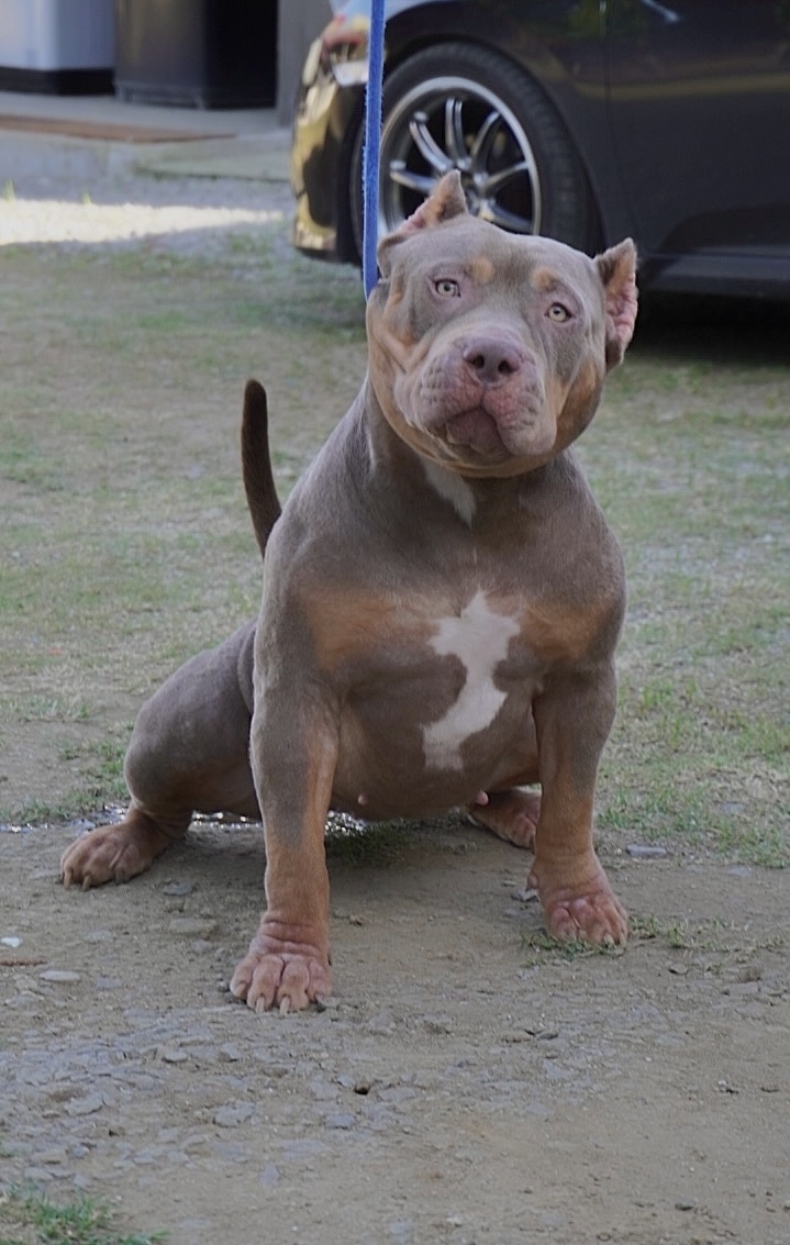 Dog Featured Image