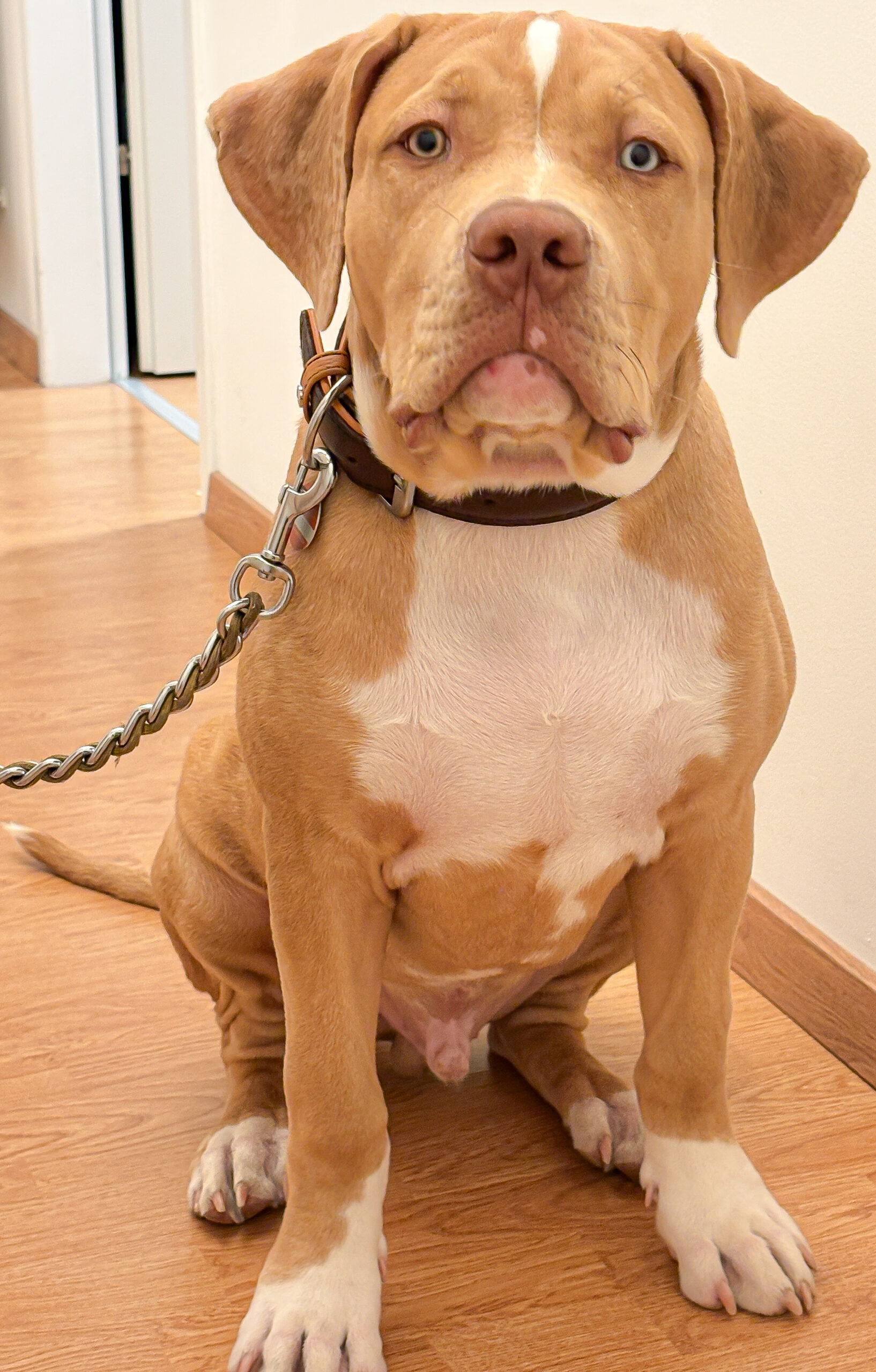 Dog Featured Image