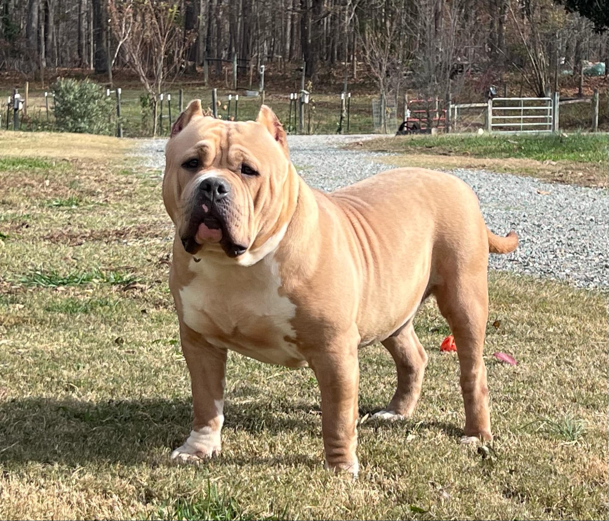 Dog Featured Image