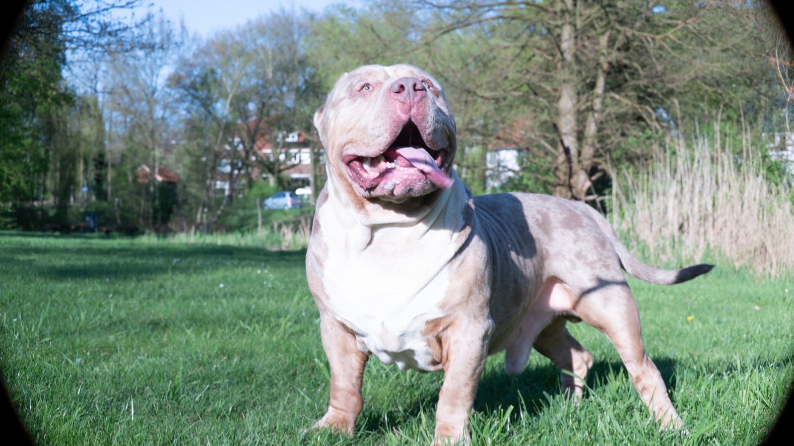 Dog Featured Image