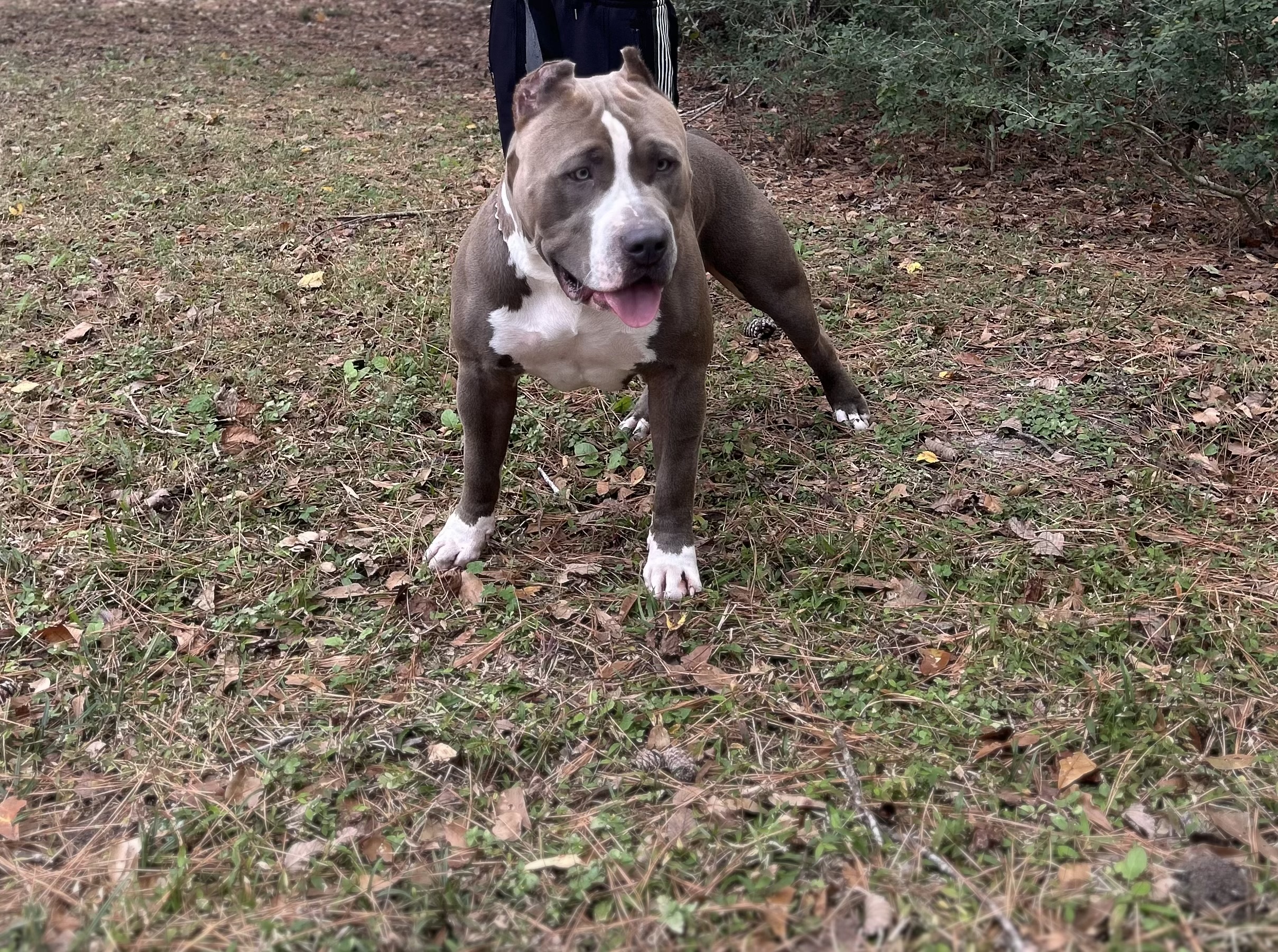 Dog Featured Image