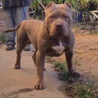 Dog Featured Image