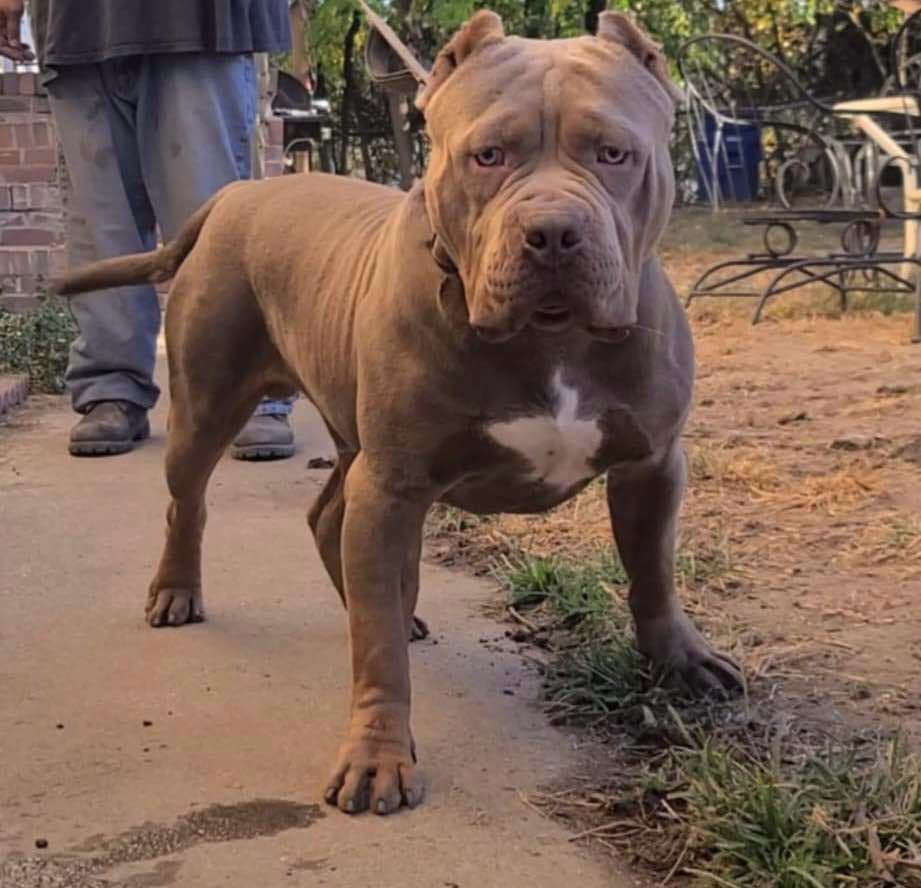 Dog Featured Image