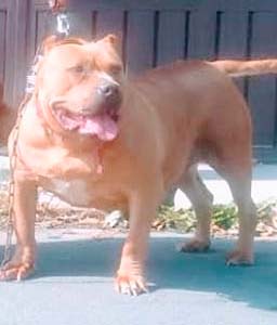 Dog Featured Image