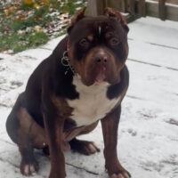 Dog Featured Image