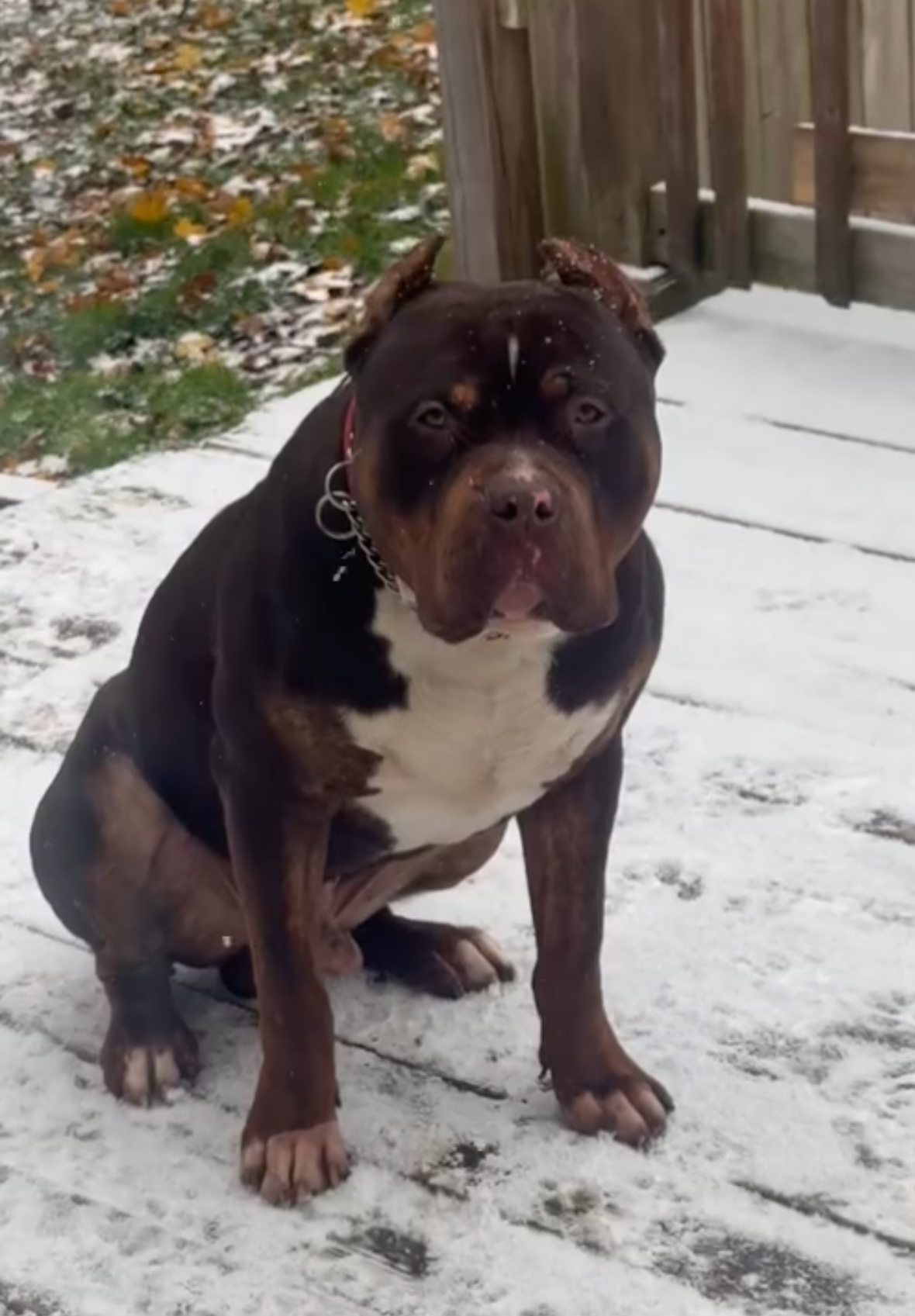 Dog Featured Image