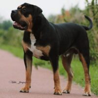Dog Featured Image