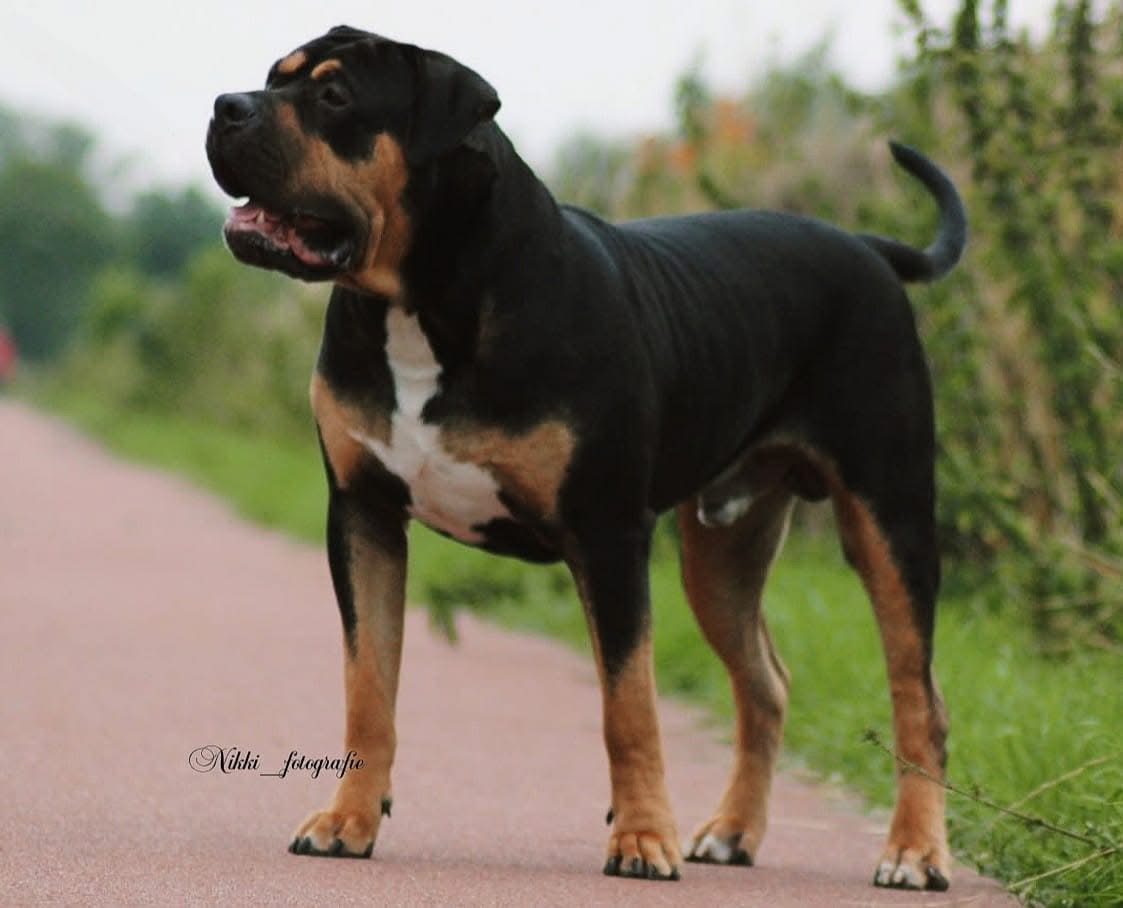 Dog Featured Image