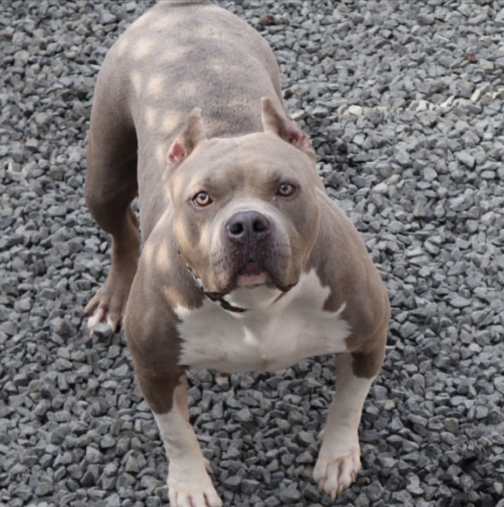 Dog Featured Image