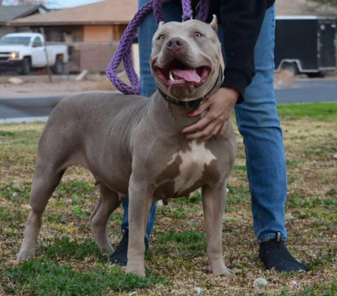 Dog Featured Image