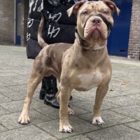 Dog Featured Image
