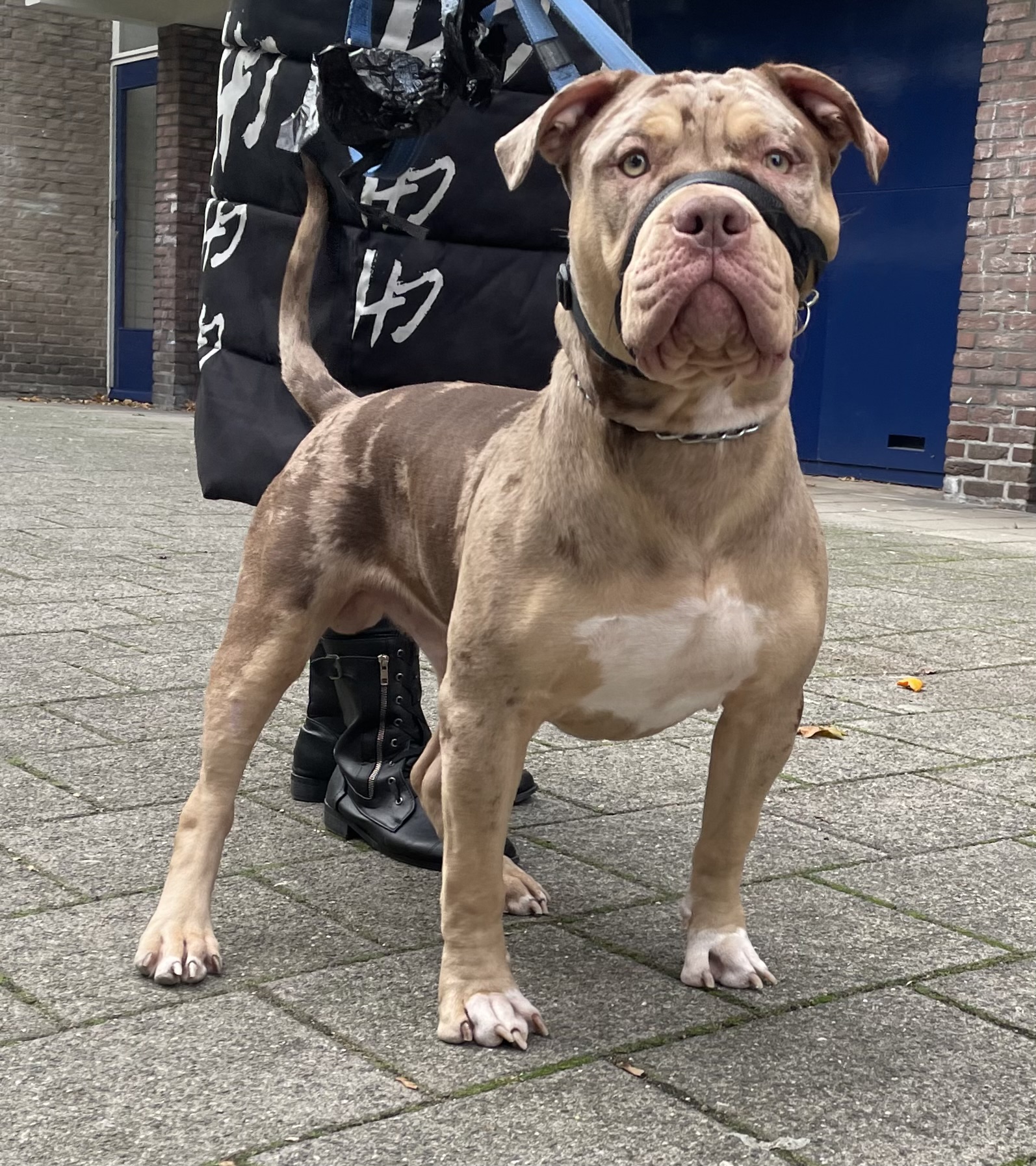 Dog Featured Image