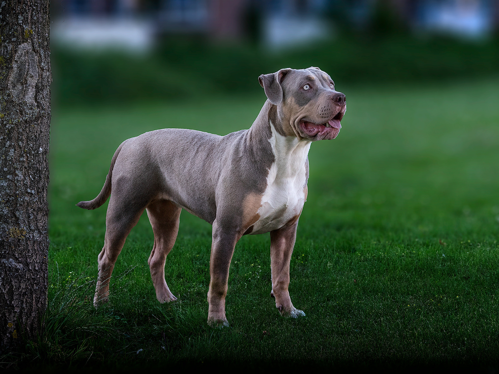 Dog Featured Image
