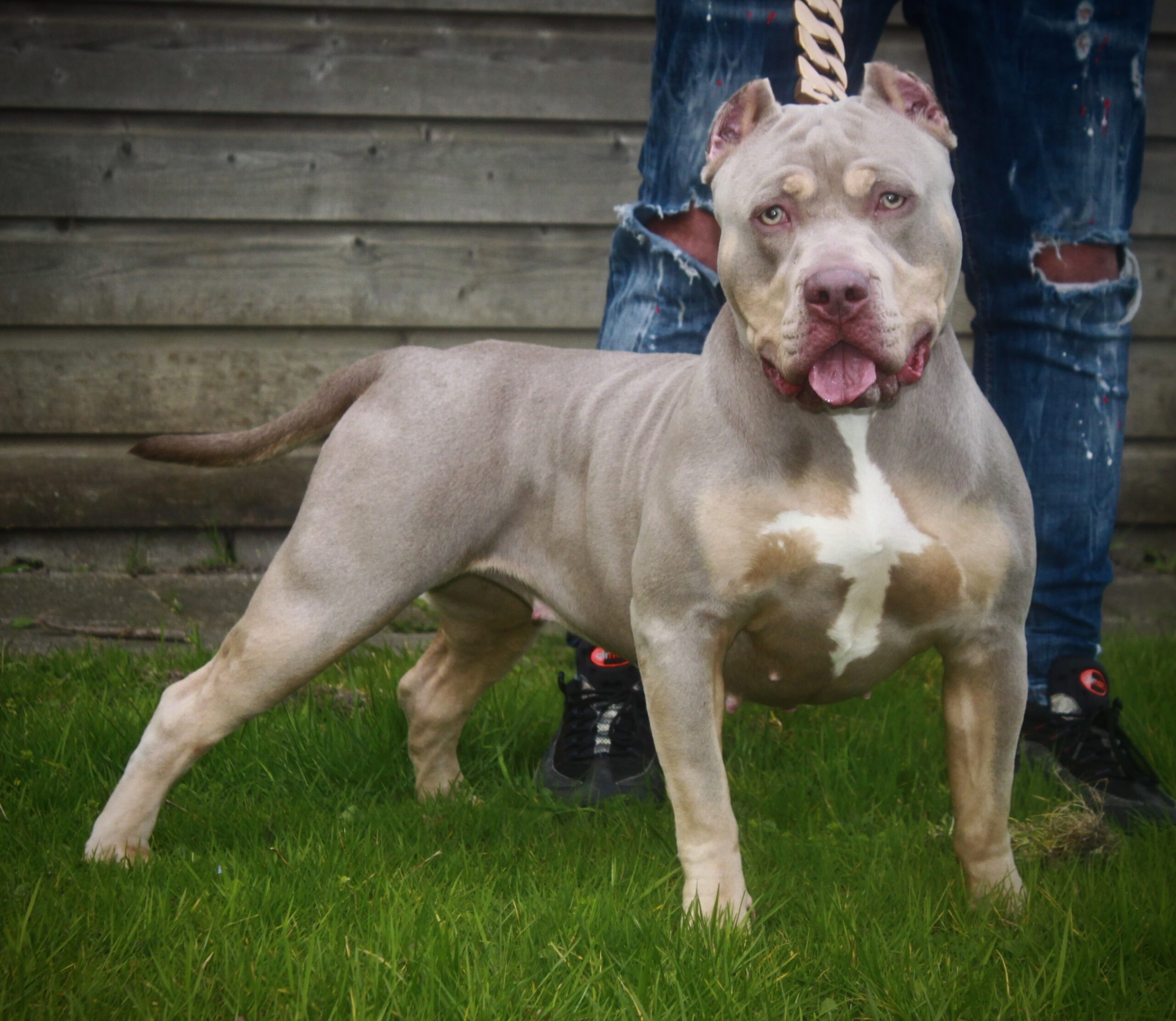 Dog Featured Image