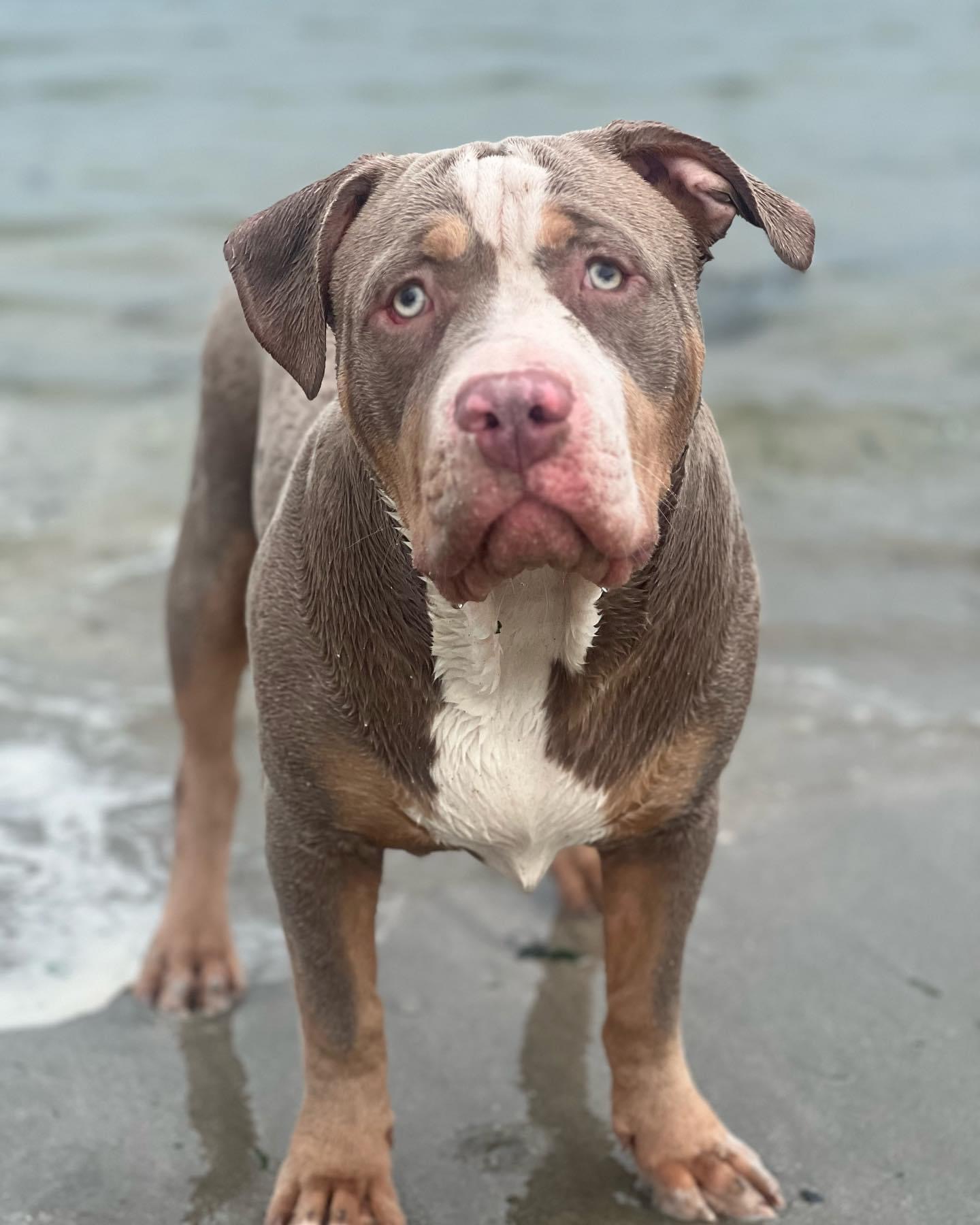 Dog Featured Image
