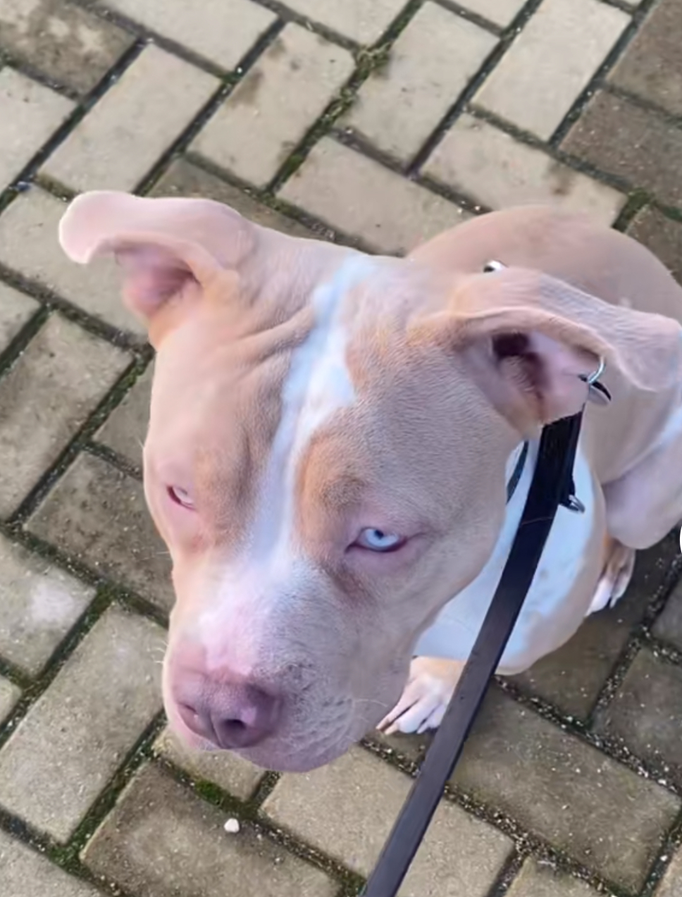 Dog Featured Image