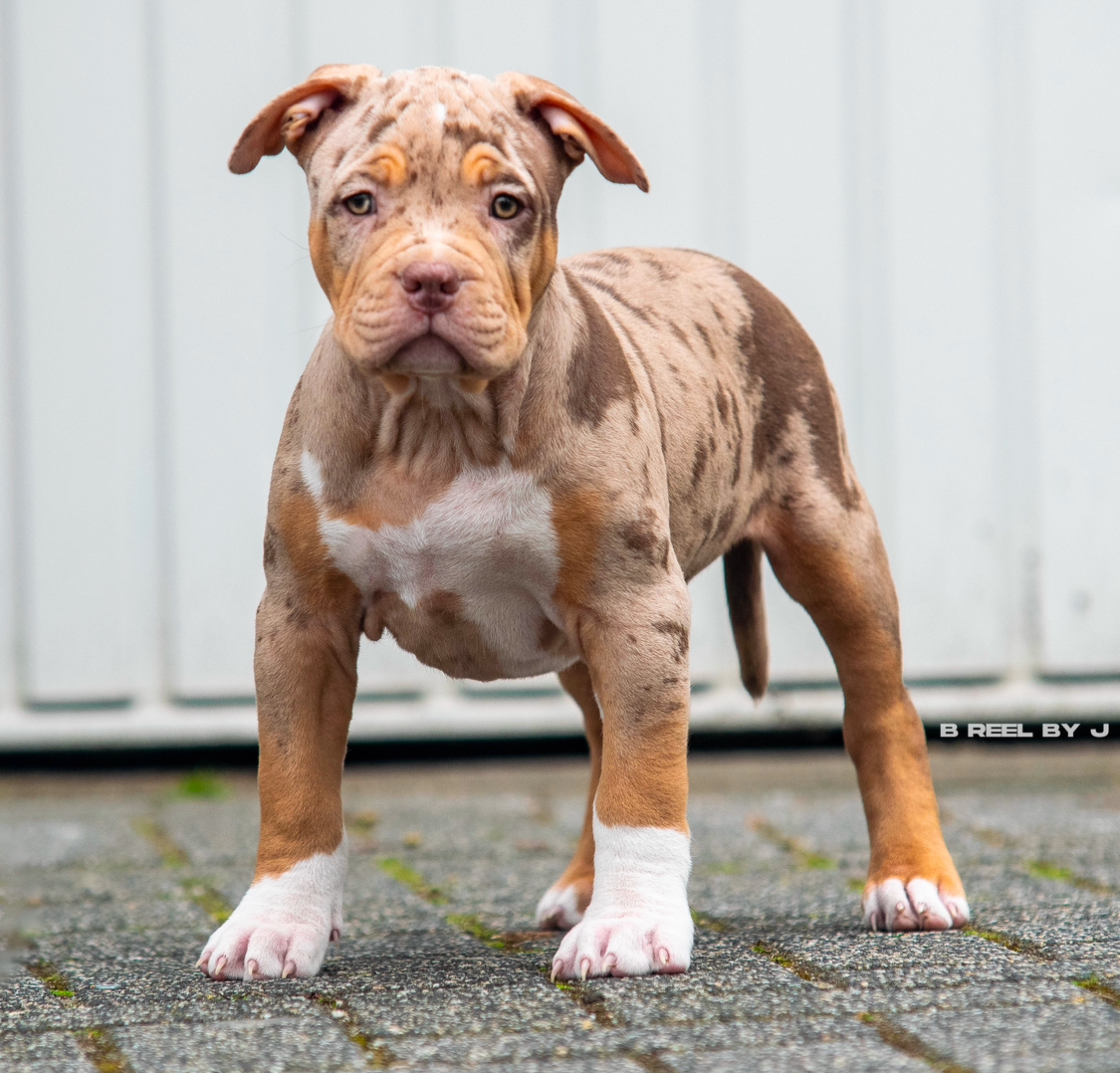 Dog Featured Image