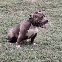 Dog Featured Image