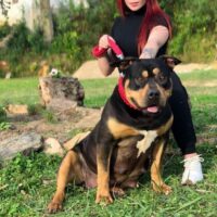 Dog Featured Image