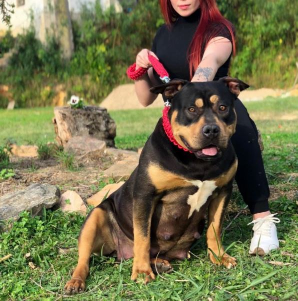 Dog Featured Image