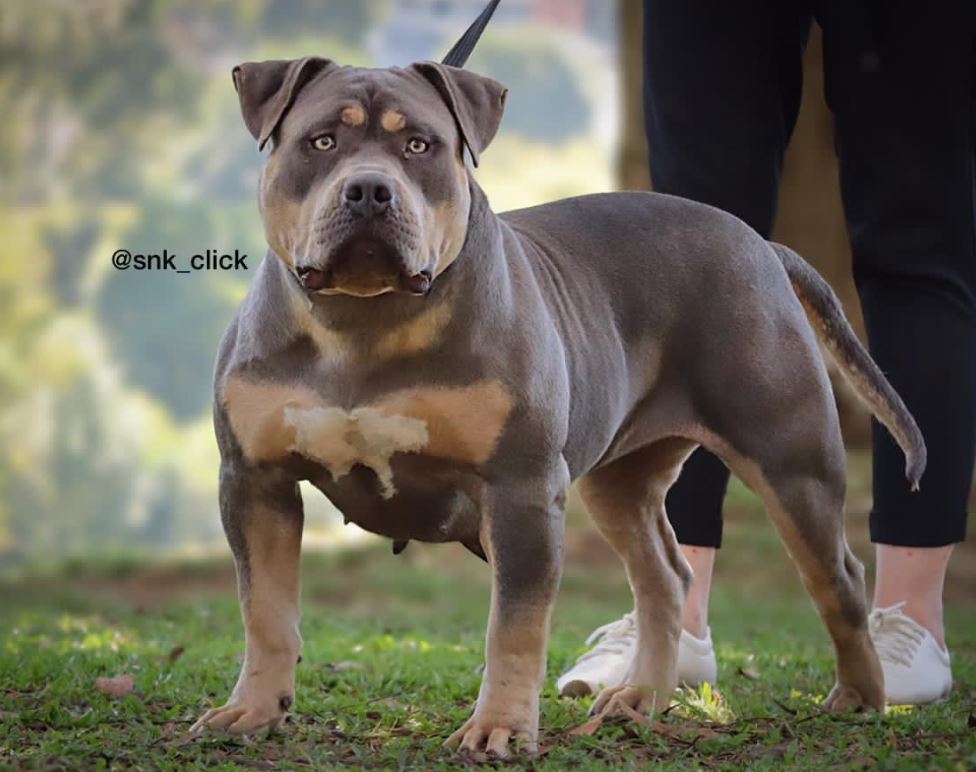 Dog Featured Image
