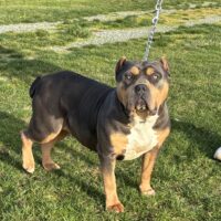 Dog Featured Image