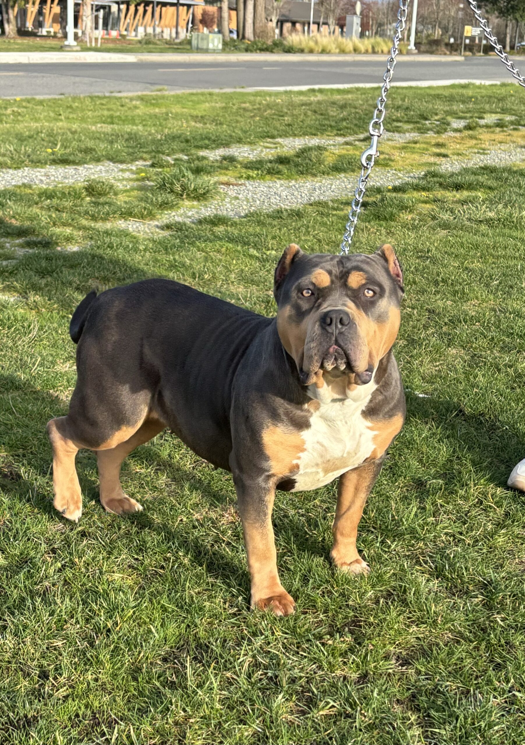 Dog Featured Image