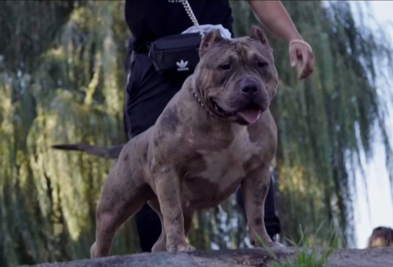 Dog Featured Image