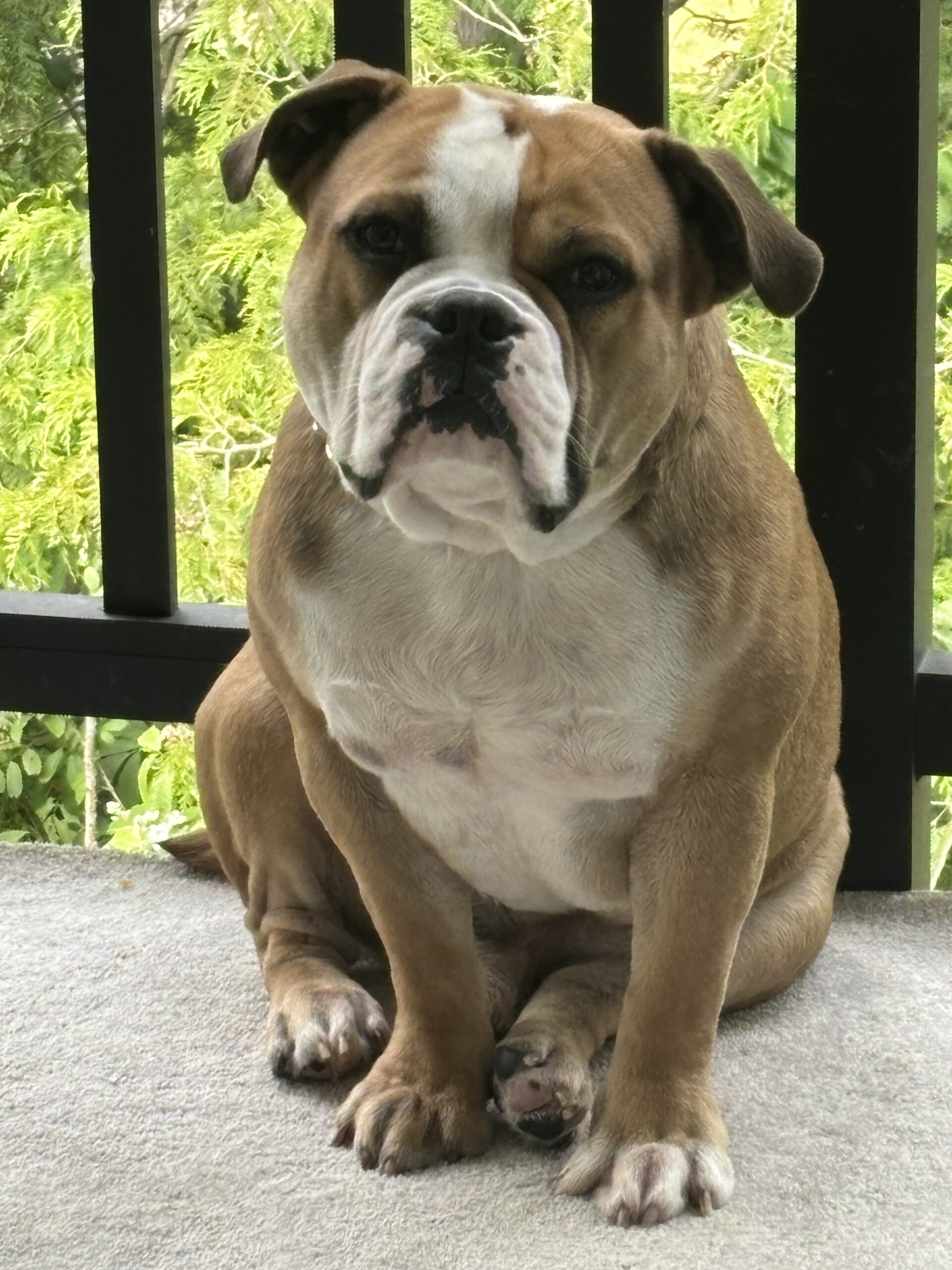 Dog Featured Image