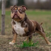 Dog Featured Image