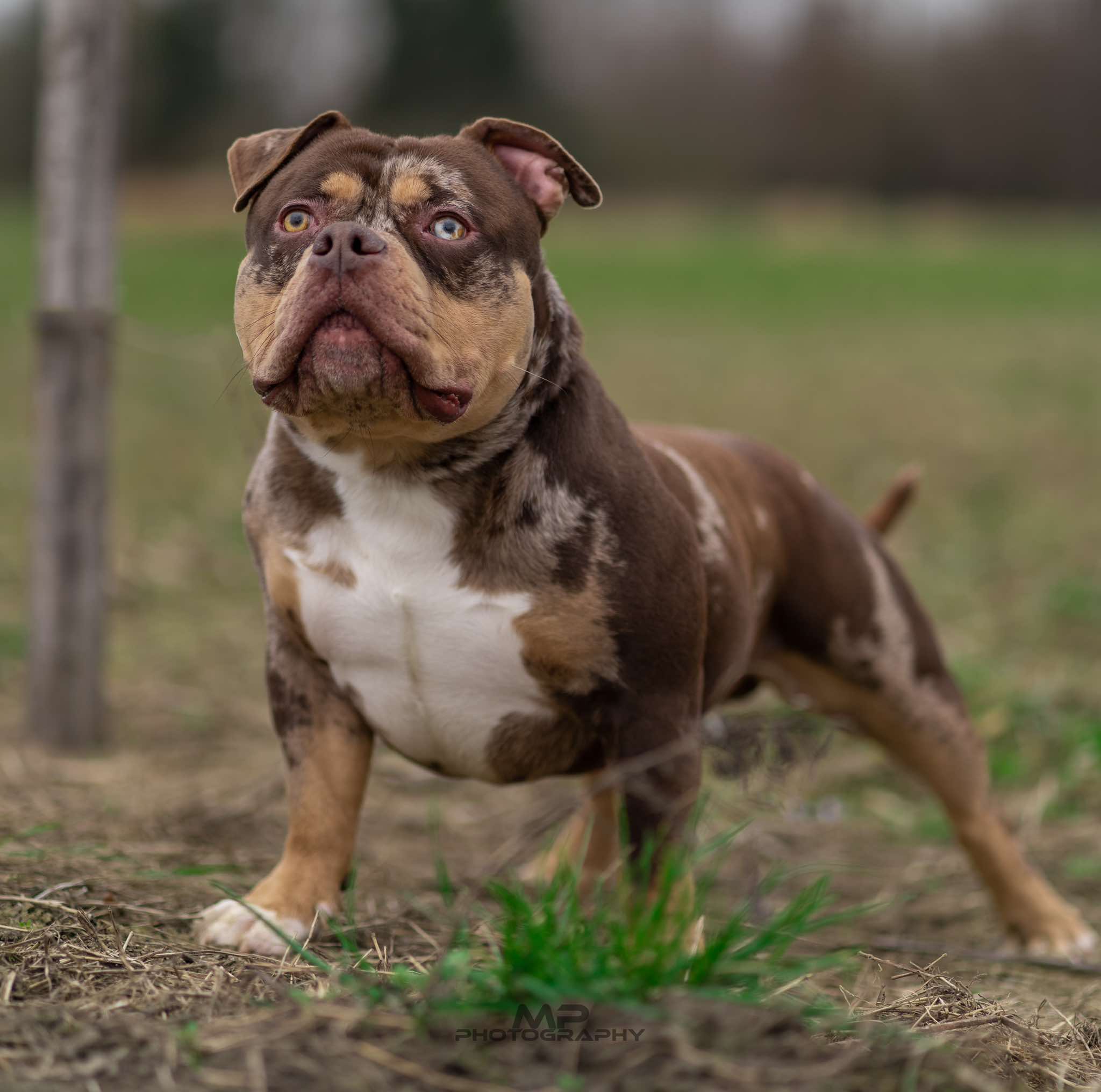 Dog Featured Image