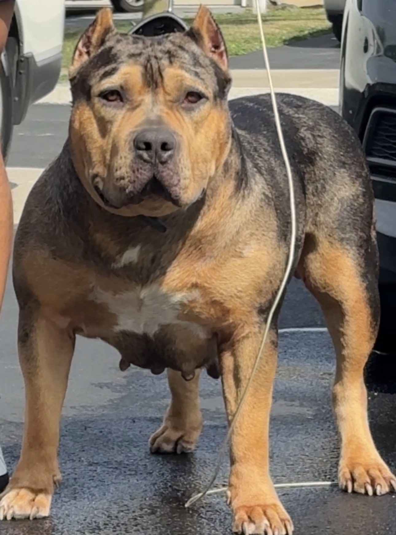 Dog Featured Image