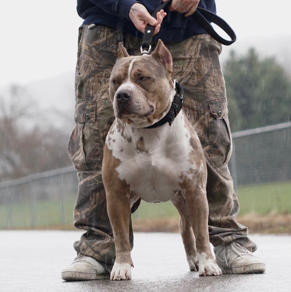 Dog Featured Image