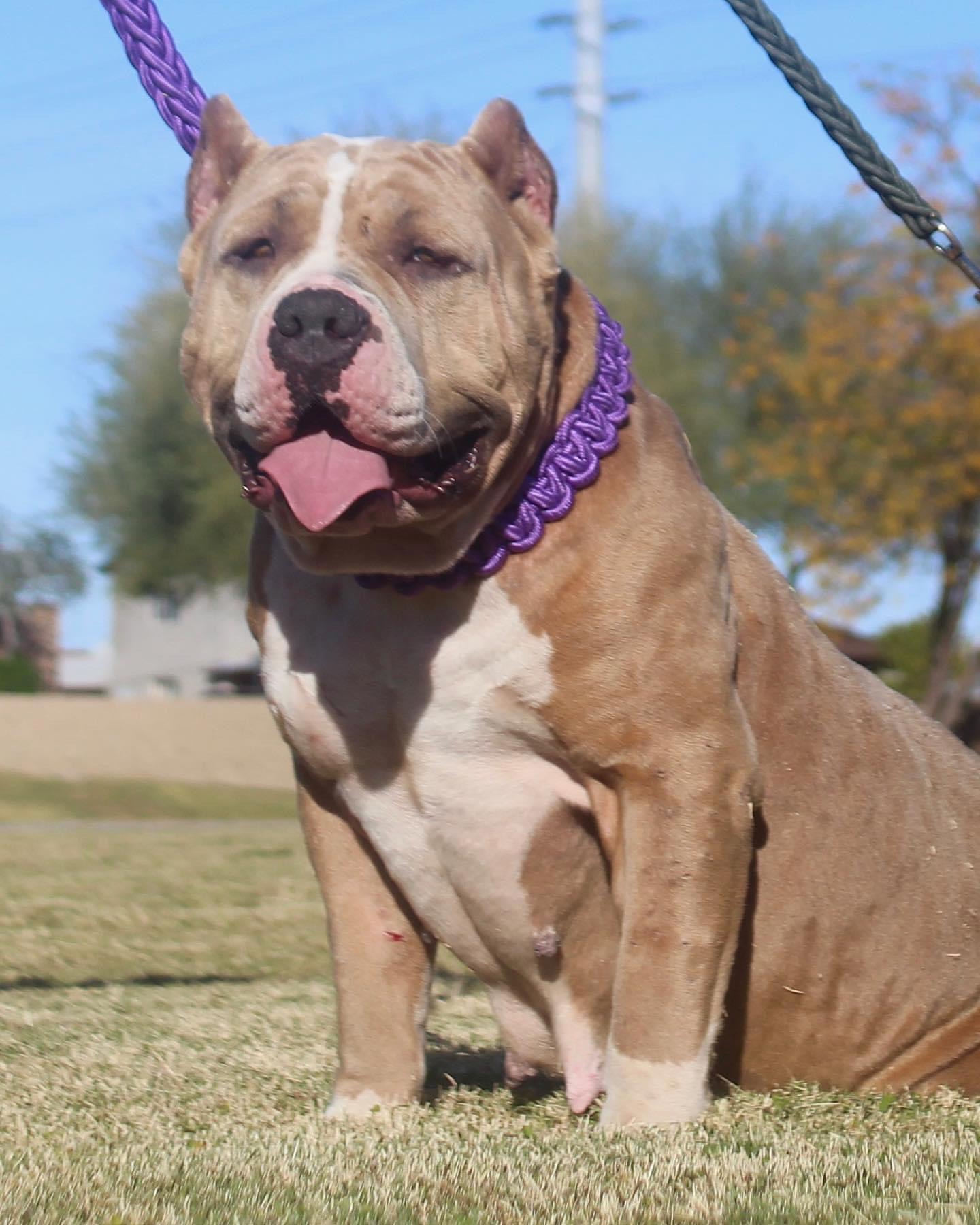 Dog Featured Image