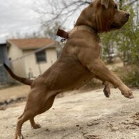 Dog Featured Image