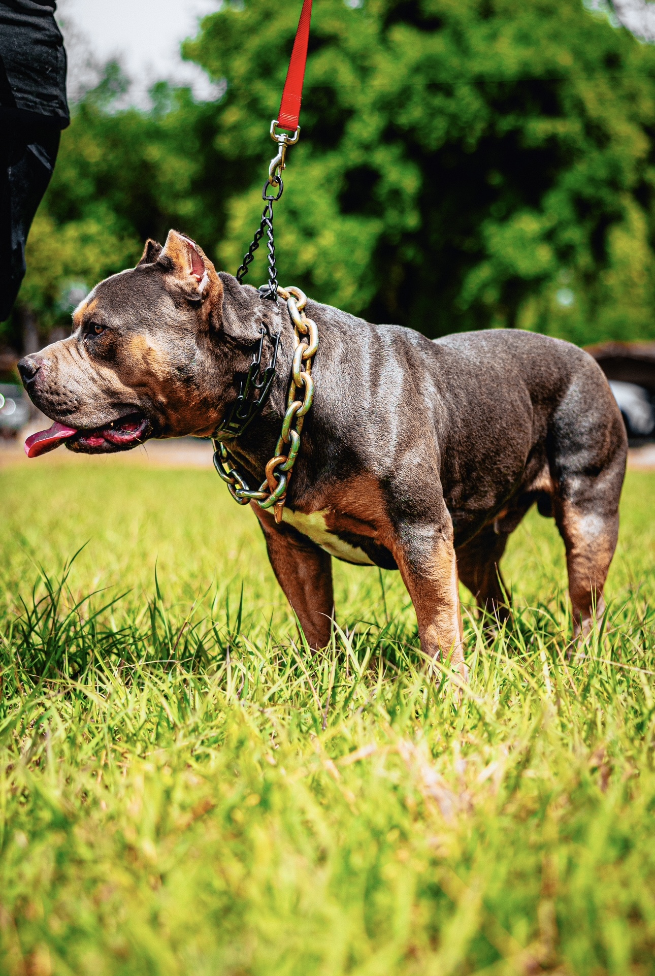 Dog Featured Image