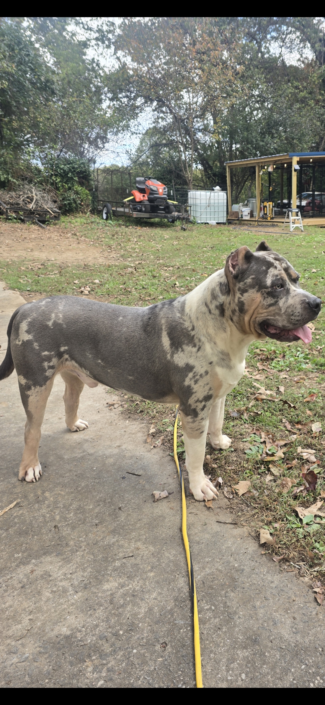 Additional Dog Image