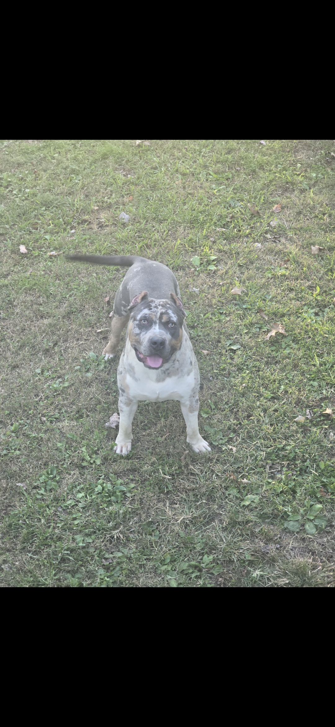 Additional Dog Image